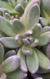 Click here to view product