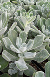 Click here to view product