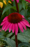 Click here to view product