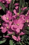 Click here to view product