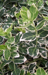 Click here to view product