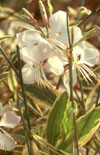 Click here to view product