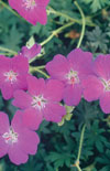 Click here to view product