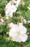 Click here to view product