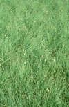 Click here to view product