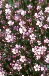 Click here to view product