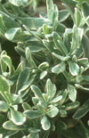 Click here to view product