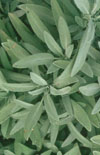 Click here to view product