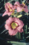Click here to view product
