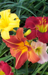 Click here to view product