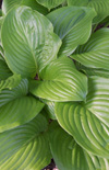 Click here to view product