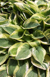Click here to view product