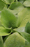 Click here to view product