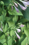 Click here to view product