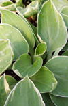 Click here to view product