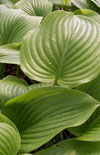 Click here to view product