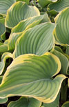 Click here to view product
