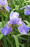 Click here to view product