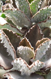 Click here to view product