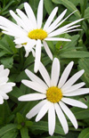 Click here to view product