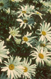 Click here to view product