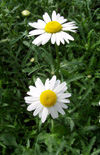 Click here to view product