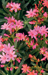 Click here to view product
