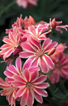 Click here to view product