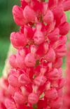 Click here to view product