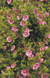 Click here to view product