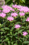 Click here to view product