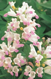 Click here to view product