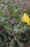 Click here to view product