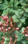 Click here to view product