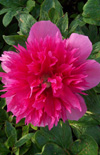 Click here to view product