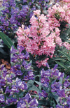 Click here to view product
