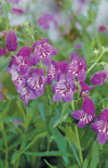 Click here to view product