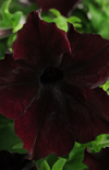Click here to view product