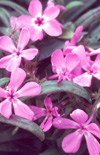 Click here to view product