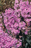 Click here to view product