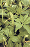 Click here to view product