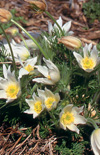 Click here to view product