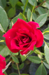 Click here to view product
