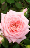 Click here to view product