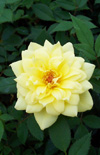 Click here to view product