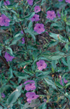 Click here to view product
