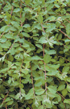 Click here to view product