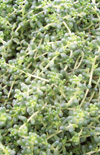 Click here to view product