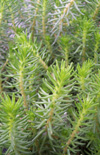 Click here to view product