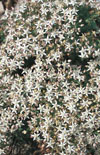 Click here to view product